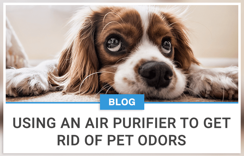 Using An Air Purifier To Get Rid Of Pet Odors