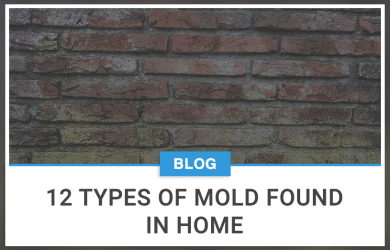 12 Types Of Mold Found In Home