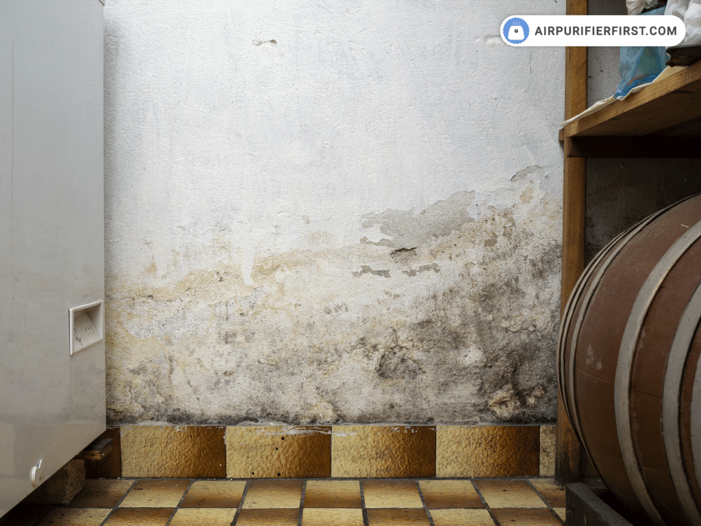 Moldy wall in a room where I test air purifiers